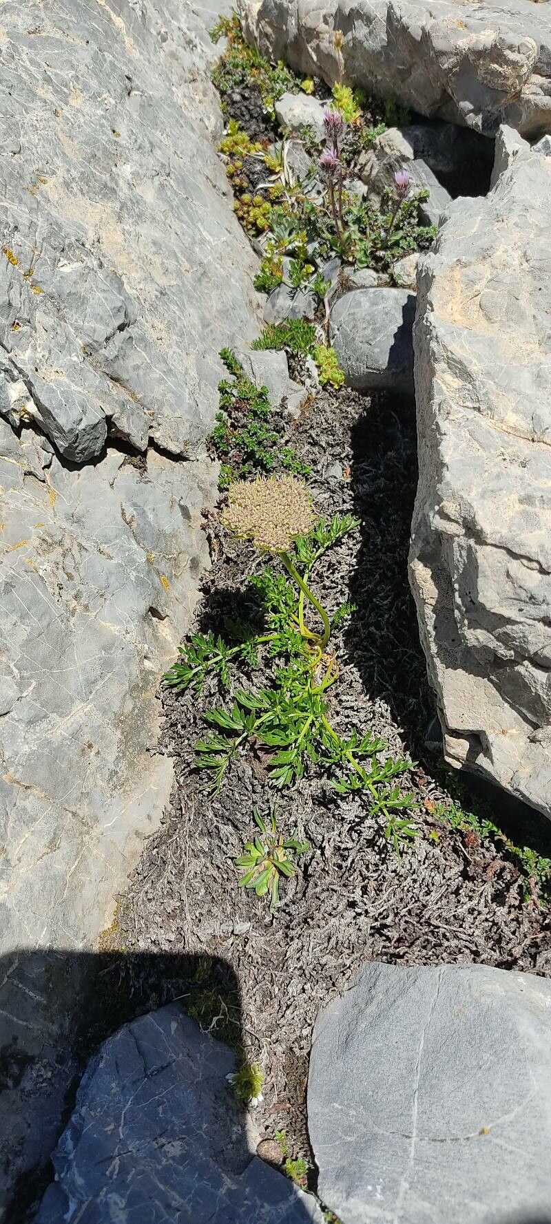 Ligusticum mutellinoides — search result for 'Belarus'