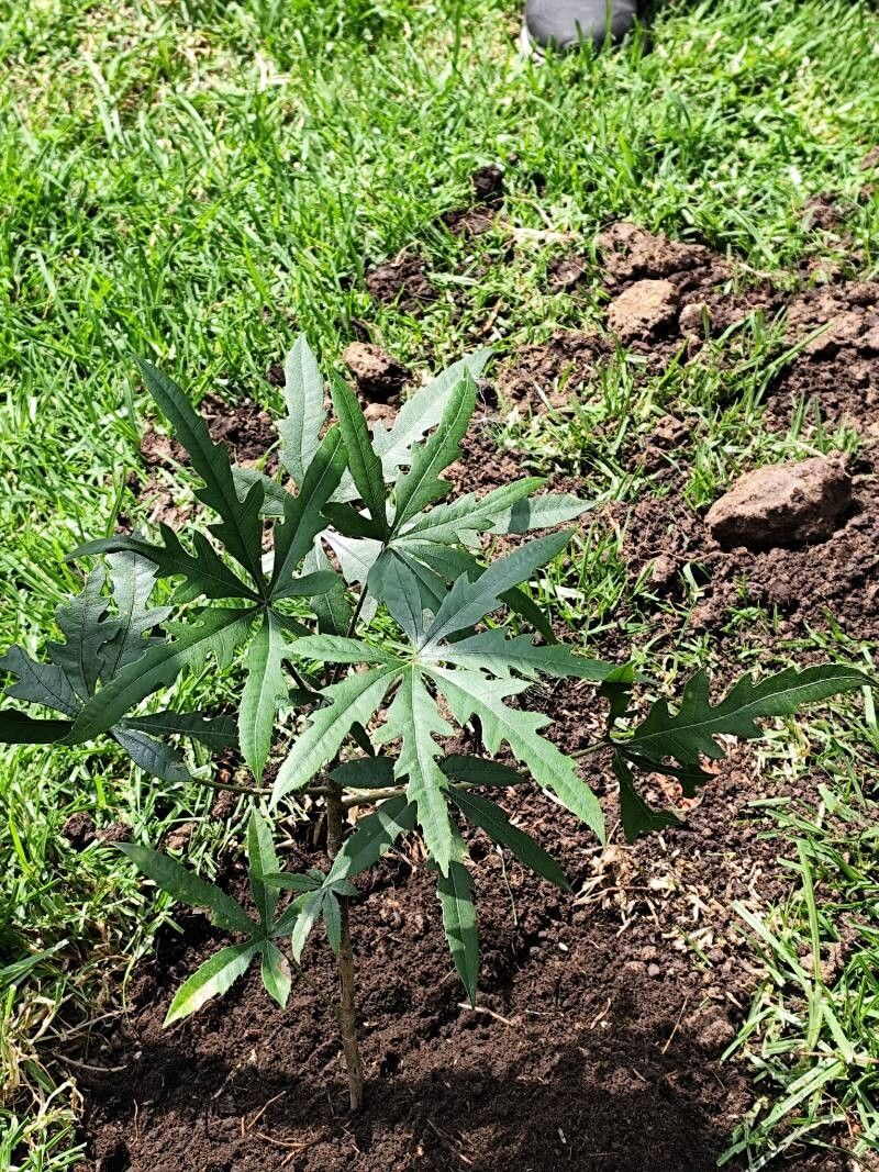 Oreopanax bogotensis — related species from the same genus