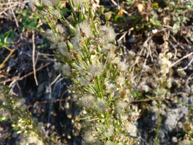 Erigeron blakei flower
