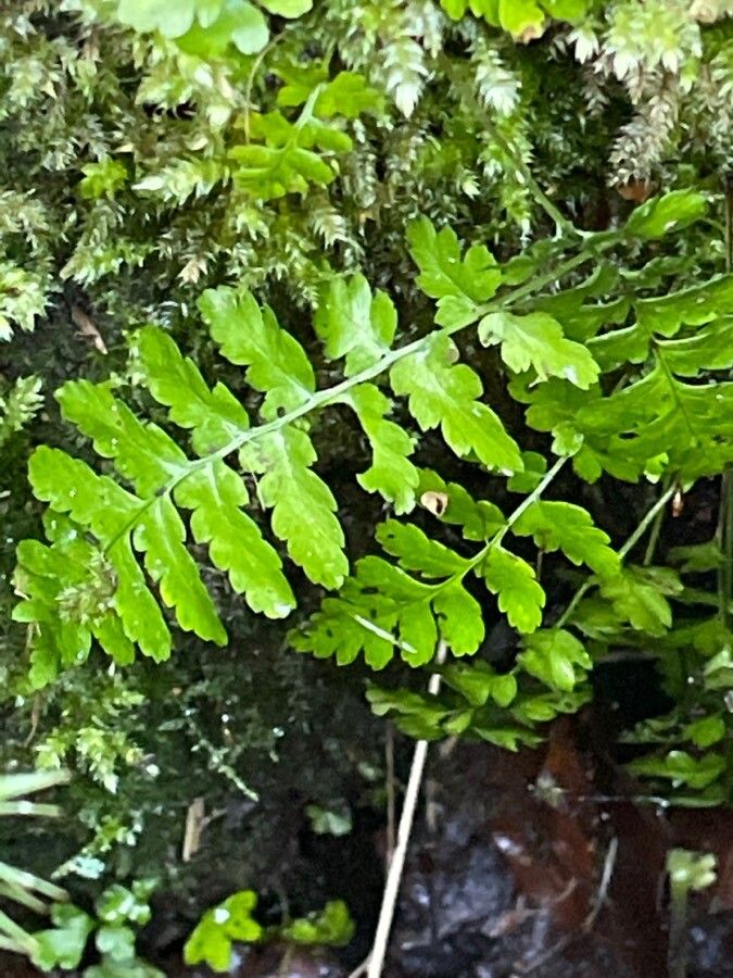 Dryopteris cristata habit