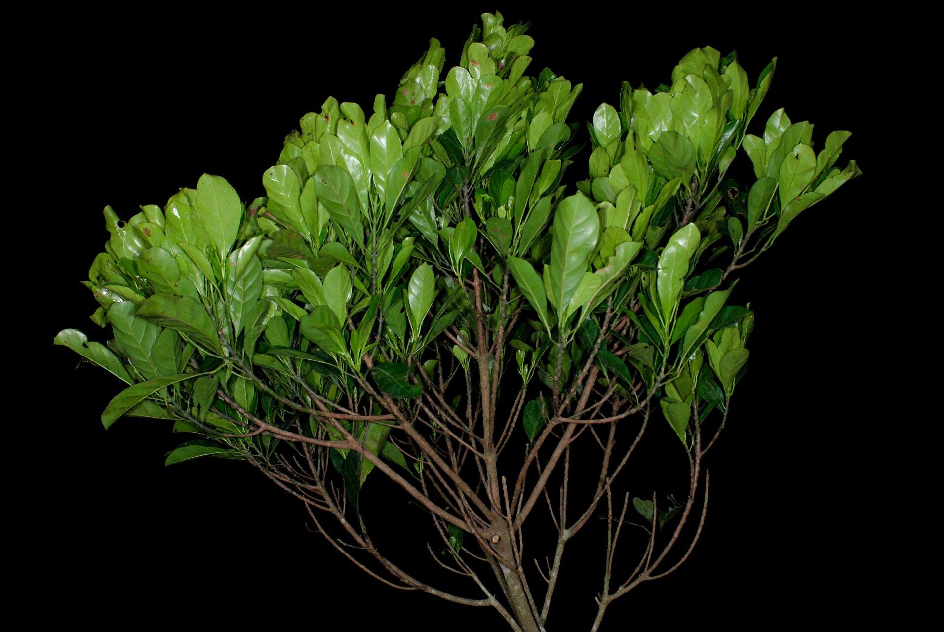 Uapaca acuminata habit