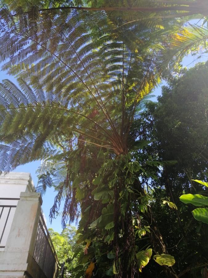 Cyathea arborea flower