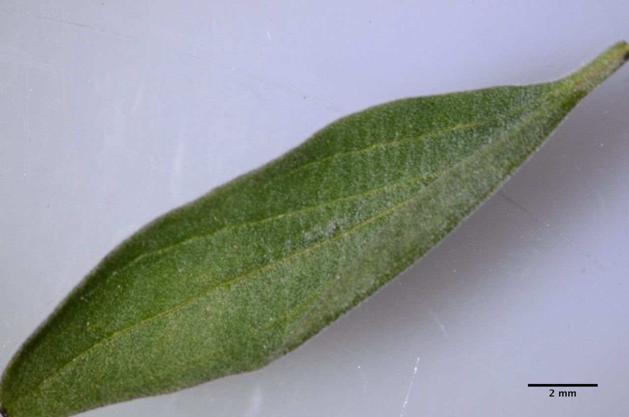 Scutellaria antirrhinoides — houseplant care guide