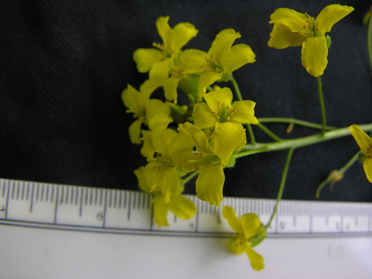 Draba radicans — houseplant care guide