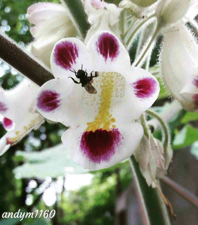 Proboscidea fragrans — related species from the same genus