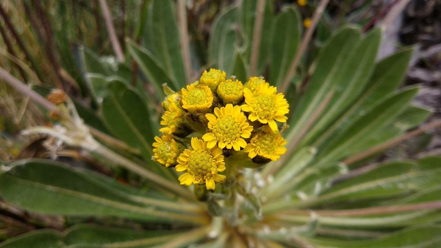 Espeletia corymbosa flower