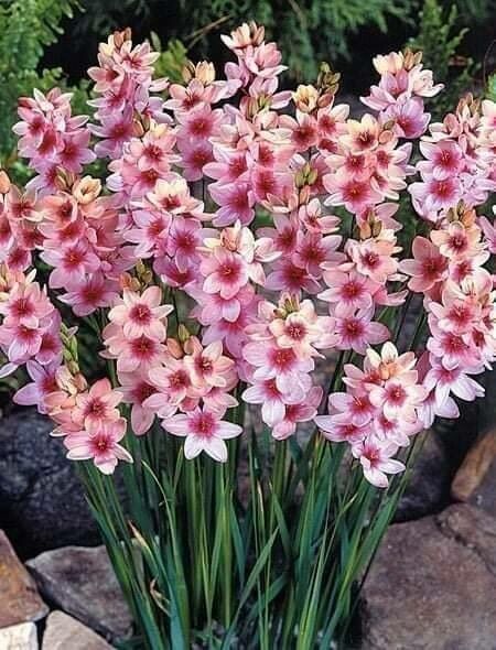 Ixia maculata flower