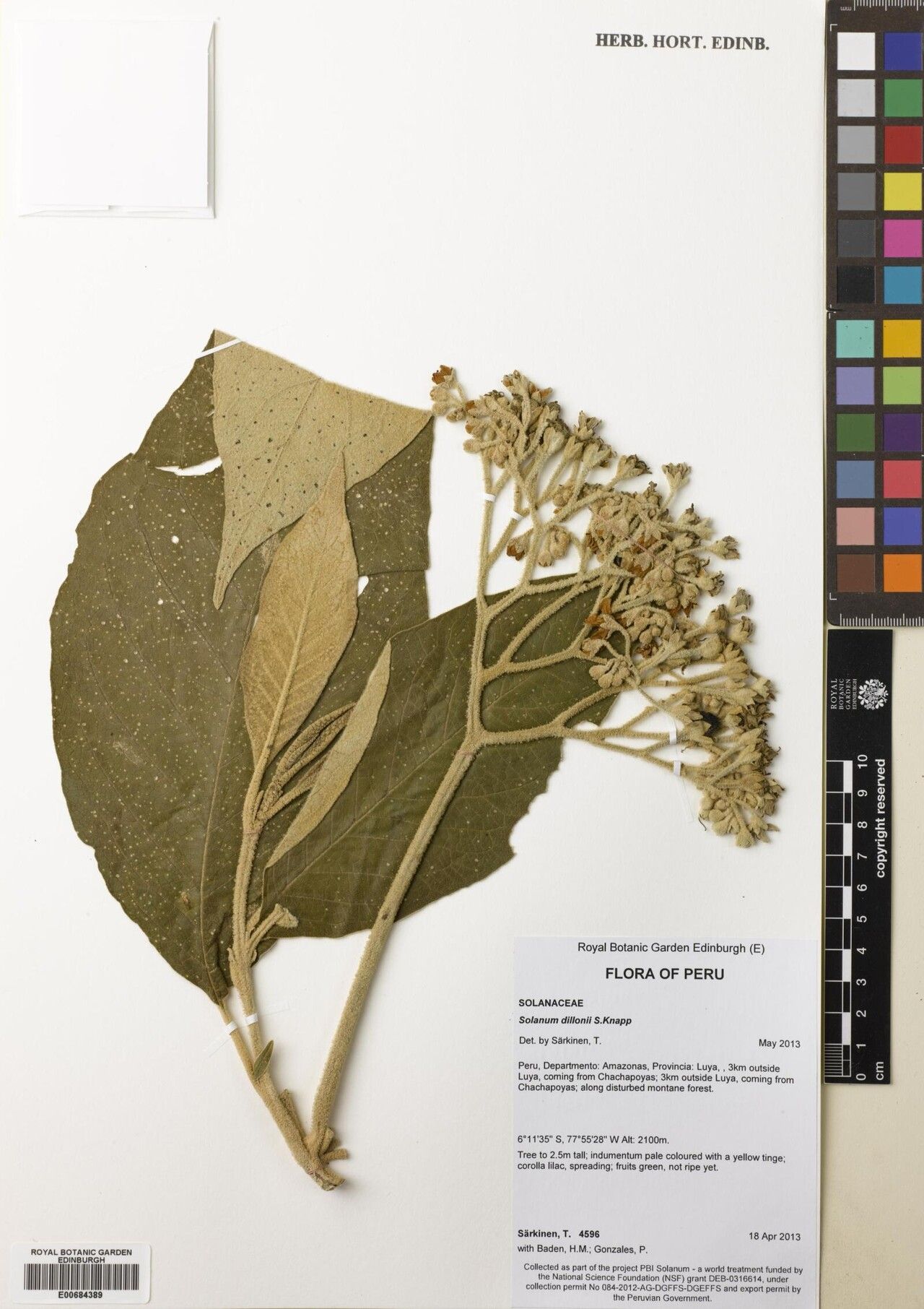 Solanum dillonii — houseplant care guide