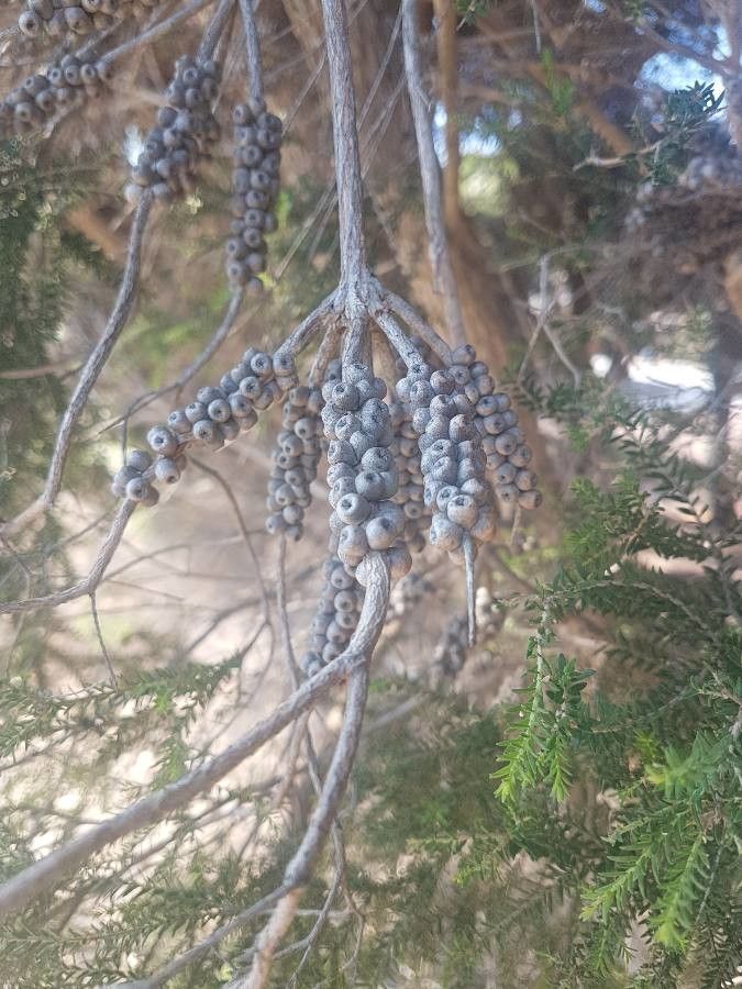 Melaleuca lanceolata fruit