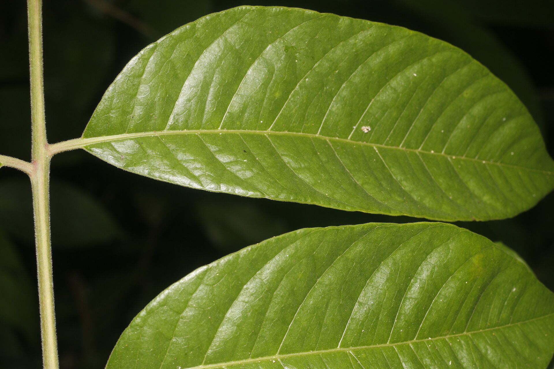 Spondias radlkoferi — search result for 'Anacardiaceae'