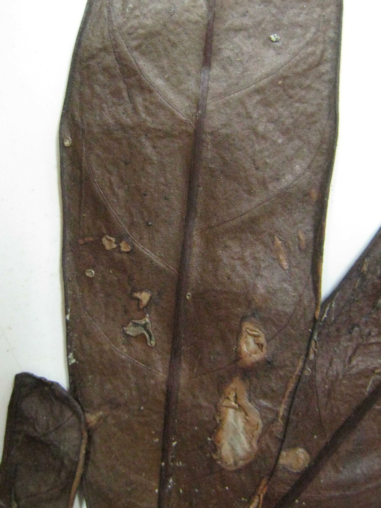 Psychotria anceps — houseplant care guide