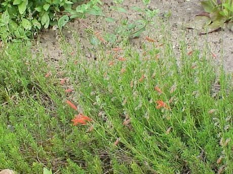 Penstemon pinifolius habit