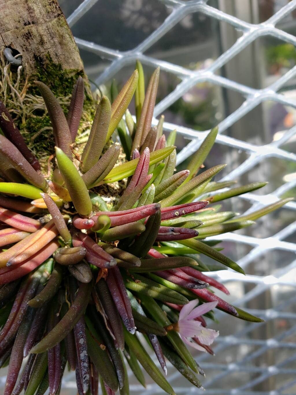 Leptotes harryphillipsii leaf
