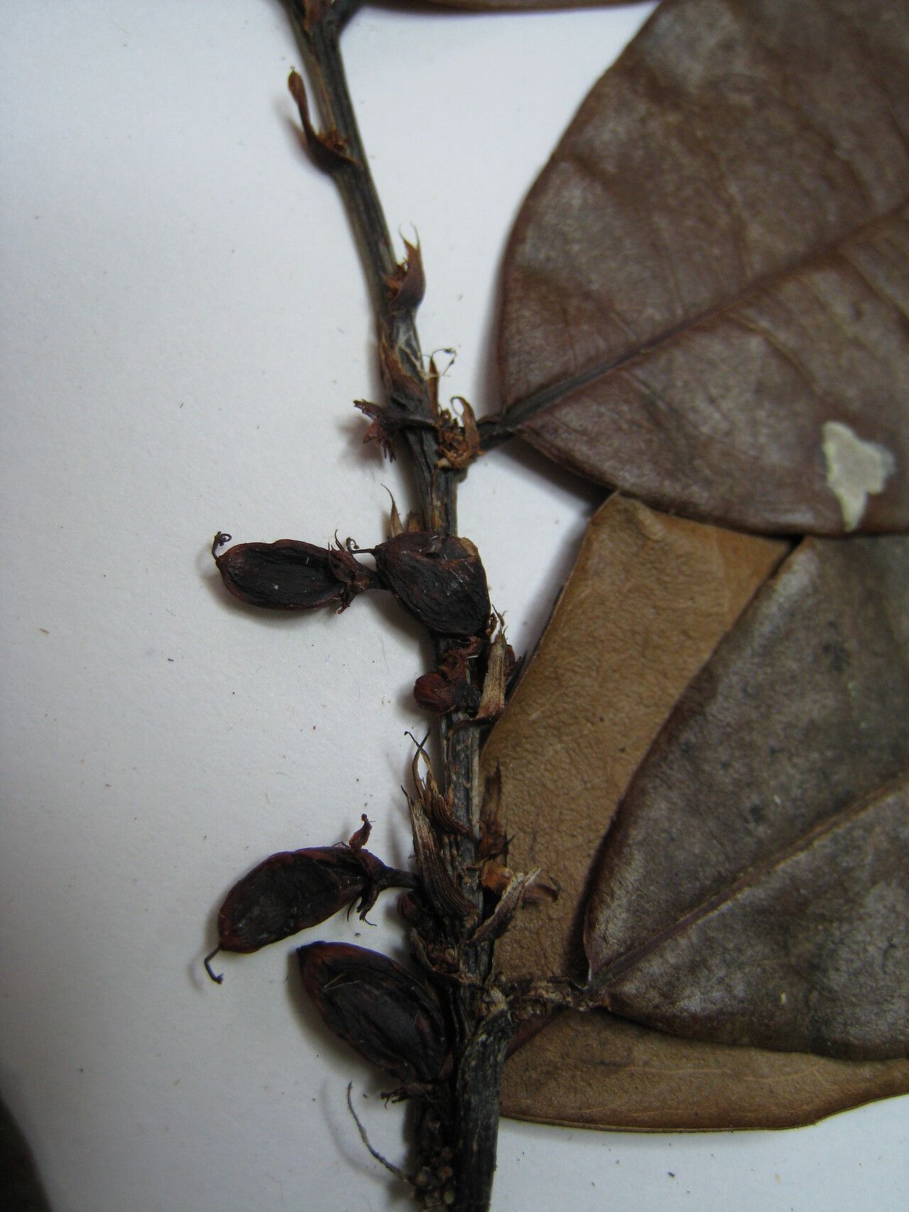 Erythroxylum citrifolium other