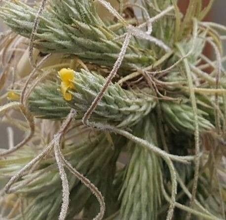 Tillandsia pedicellata flower