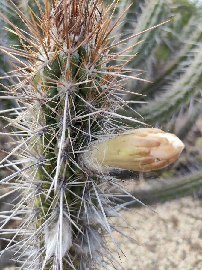 Pilosocereus gounellei flower