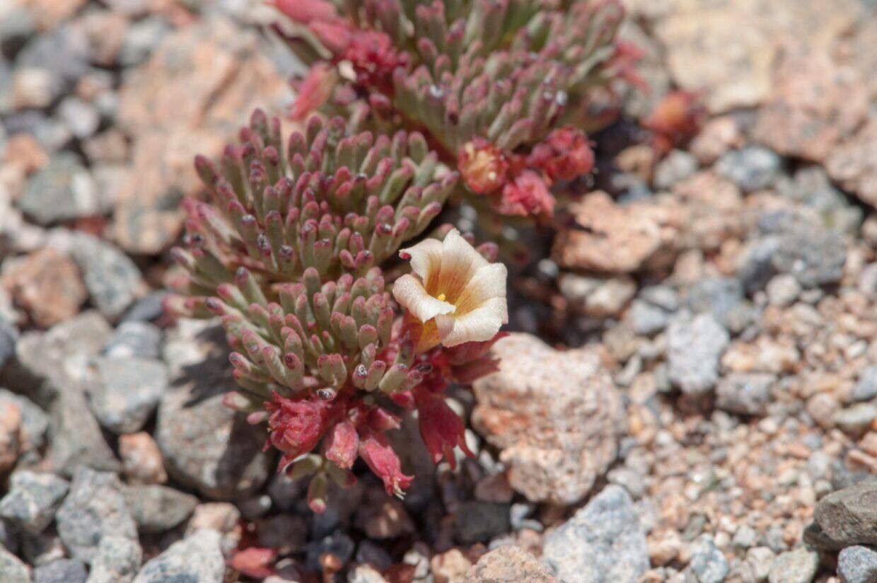Oxalis caerulea leaf