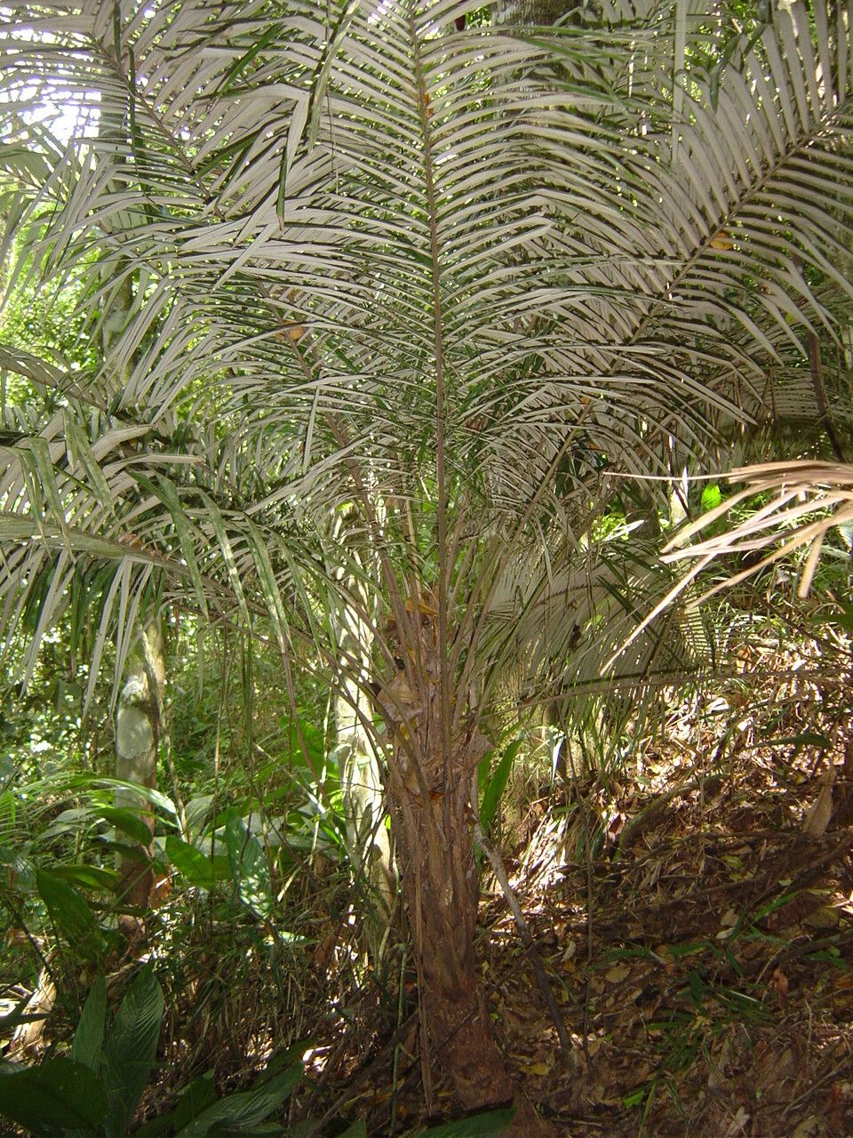Syagrus hoehnei habit