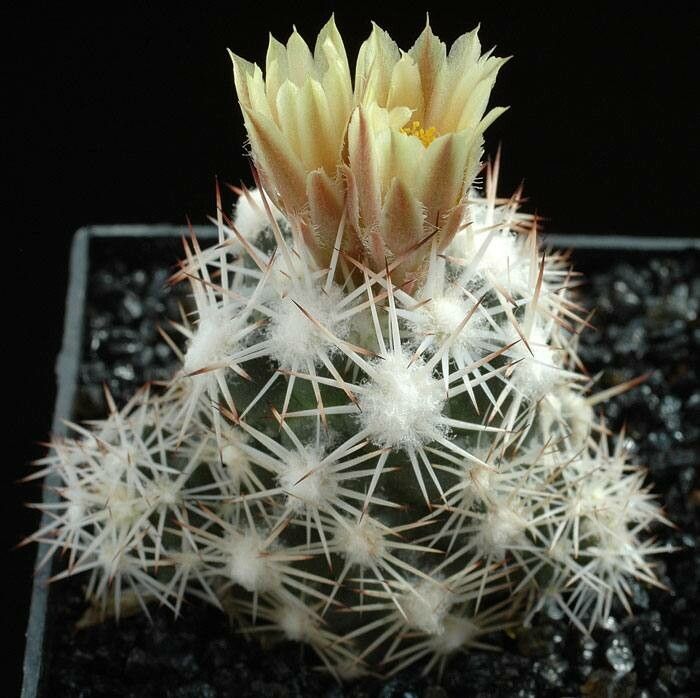 Escobaria robbinsiorum — houseplant care guide