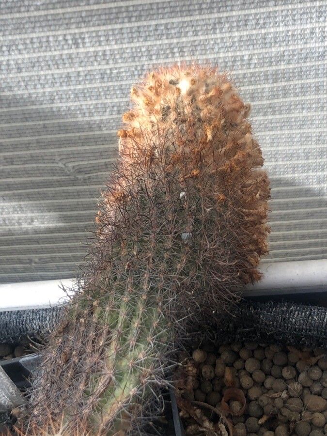 Parodia taratensis — houseplant care guide