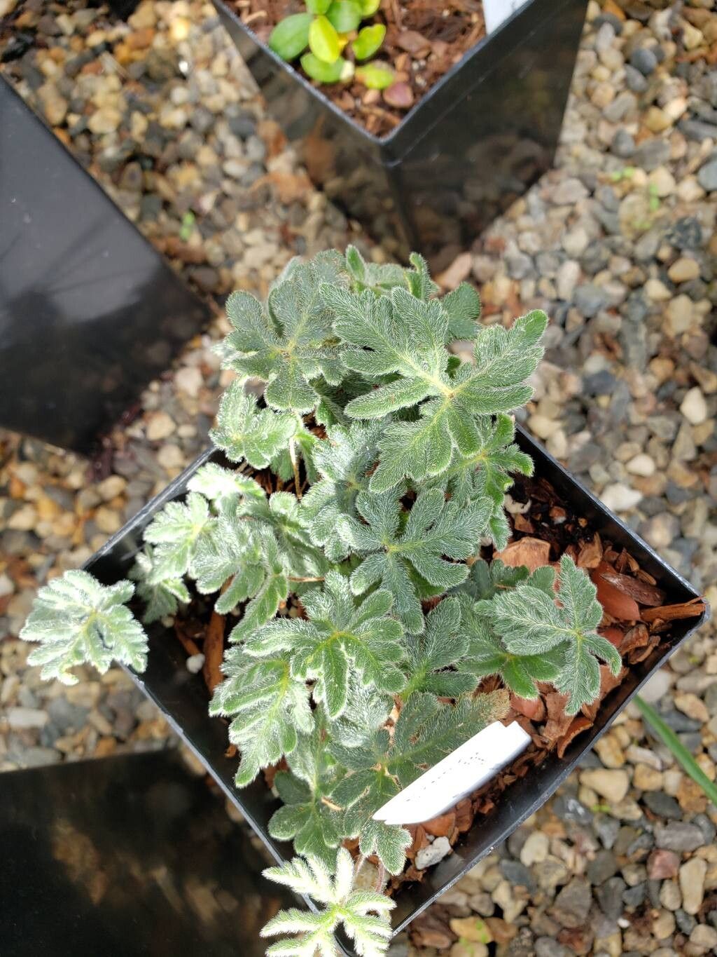 Hemionitis hispida — houseplant care guide