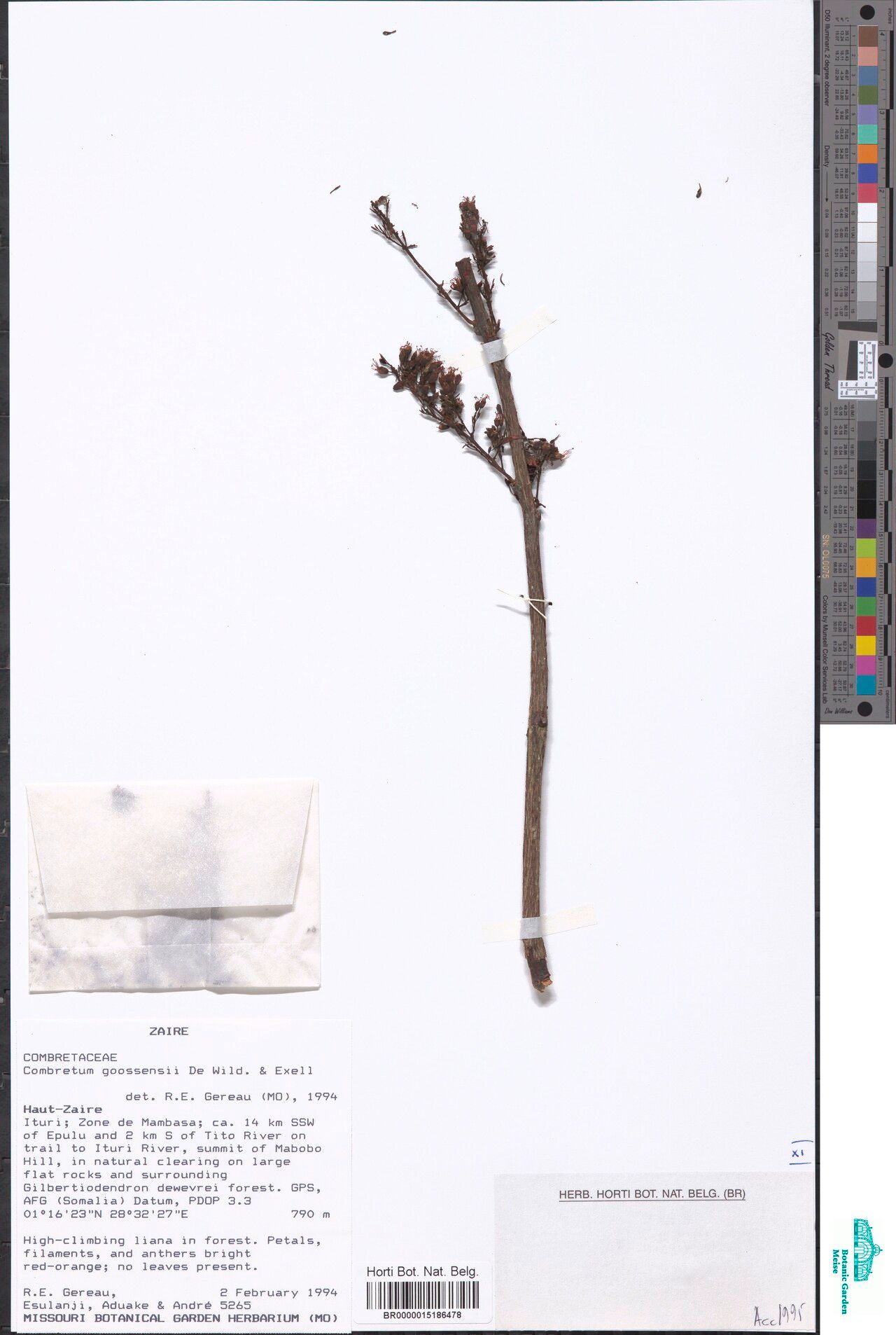 Combretum goossensii — houseplant care guide