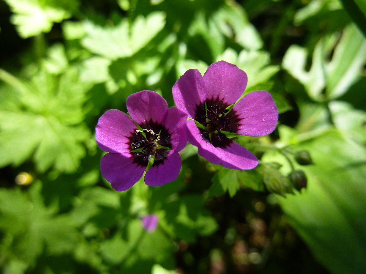 Geranium aculeolatum flower