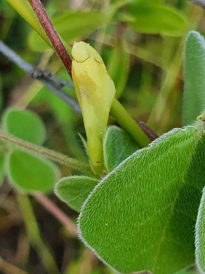 Macrotyloma uniflorum flower