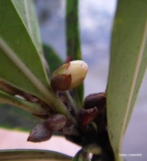 Planchonella saligna fruit