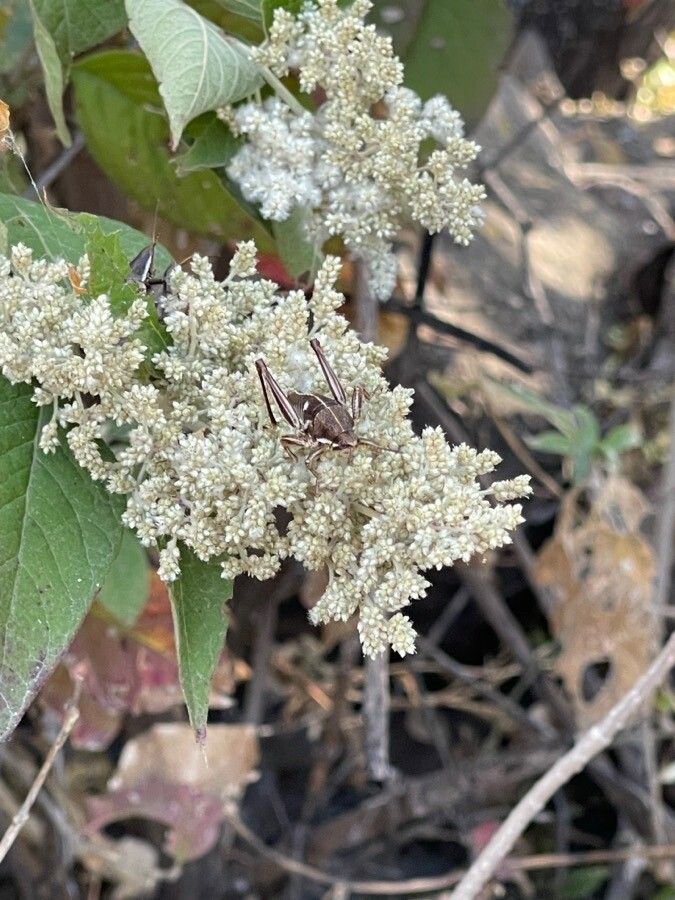 Combretum molle flower
