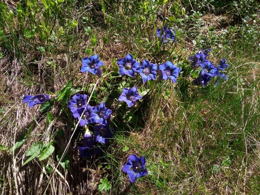 Gentiana alpina bark