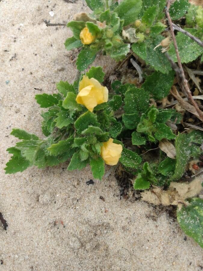 Sida abutifolia flower