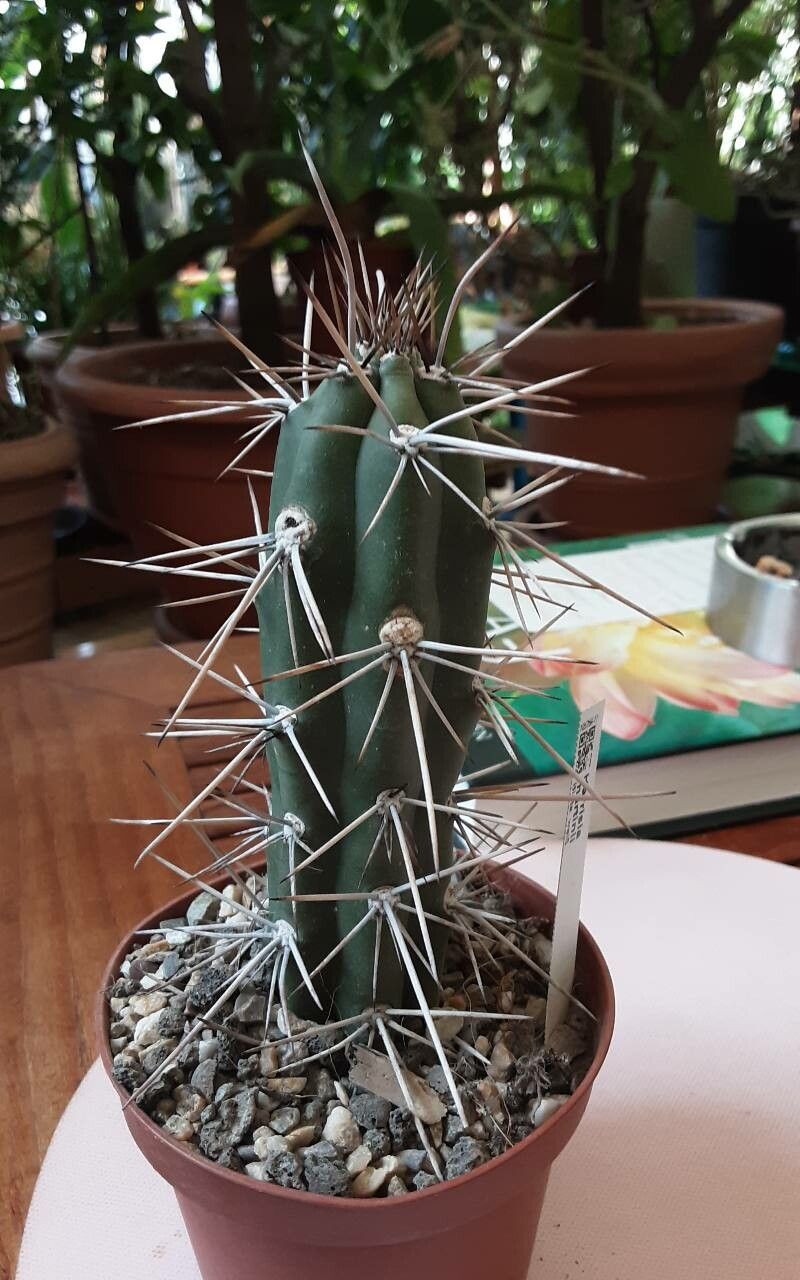 Harrisia martinii habit