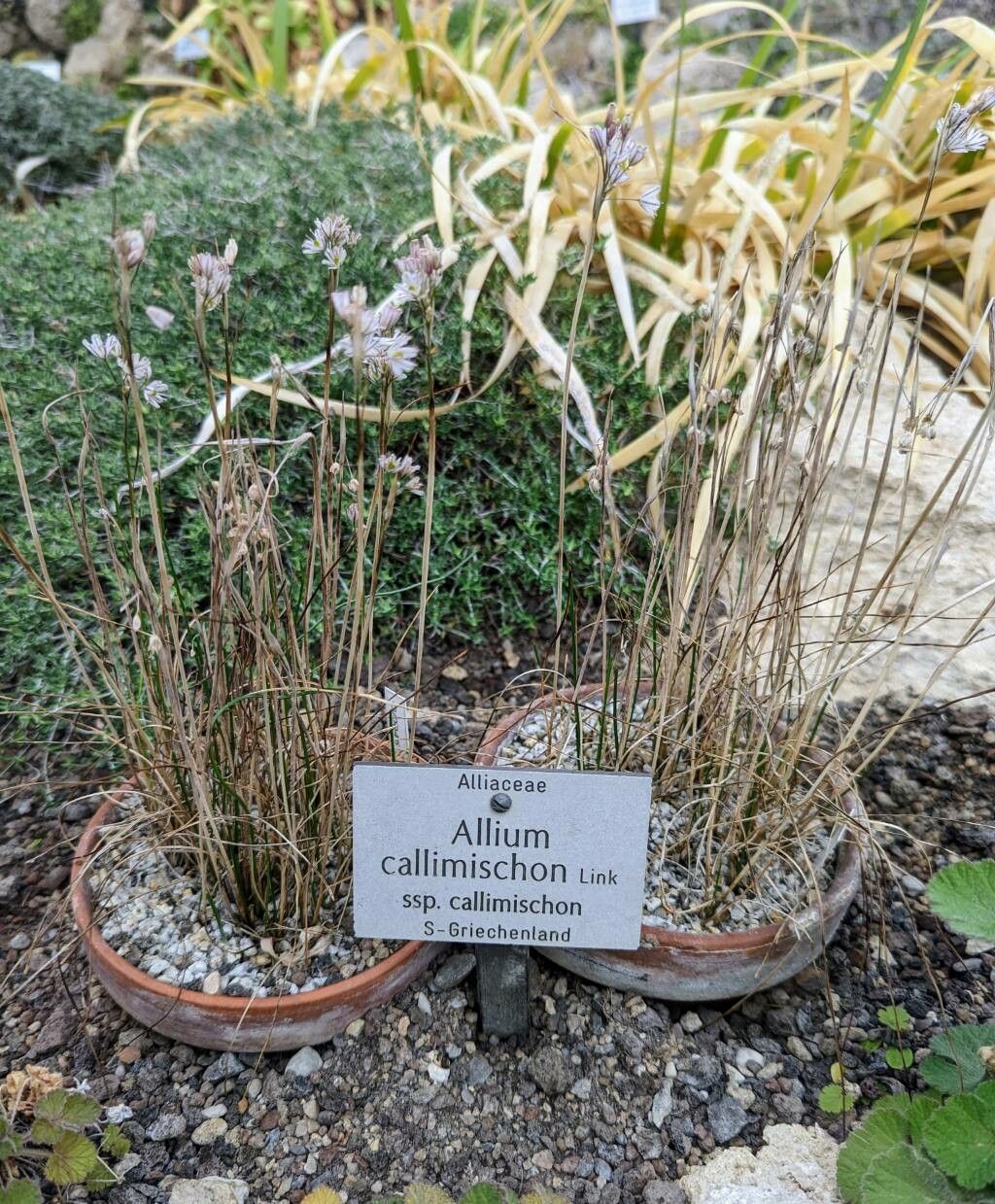 Allium callimischon habit