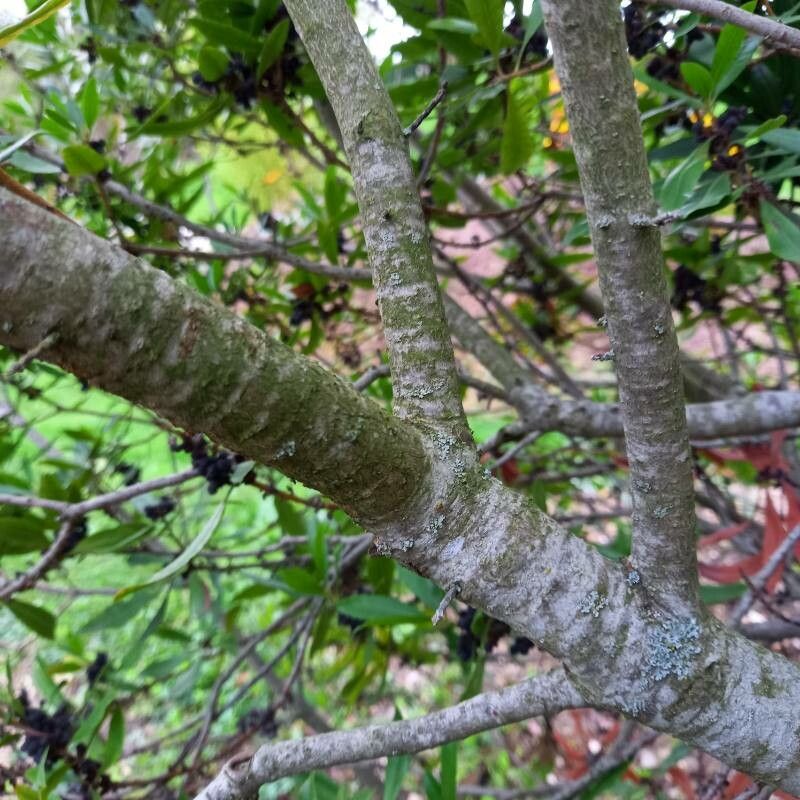 Myrica californica bark