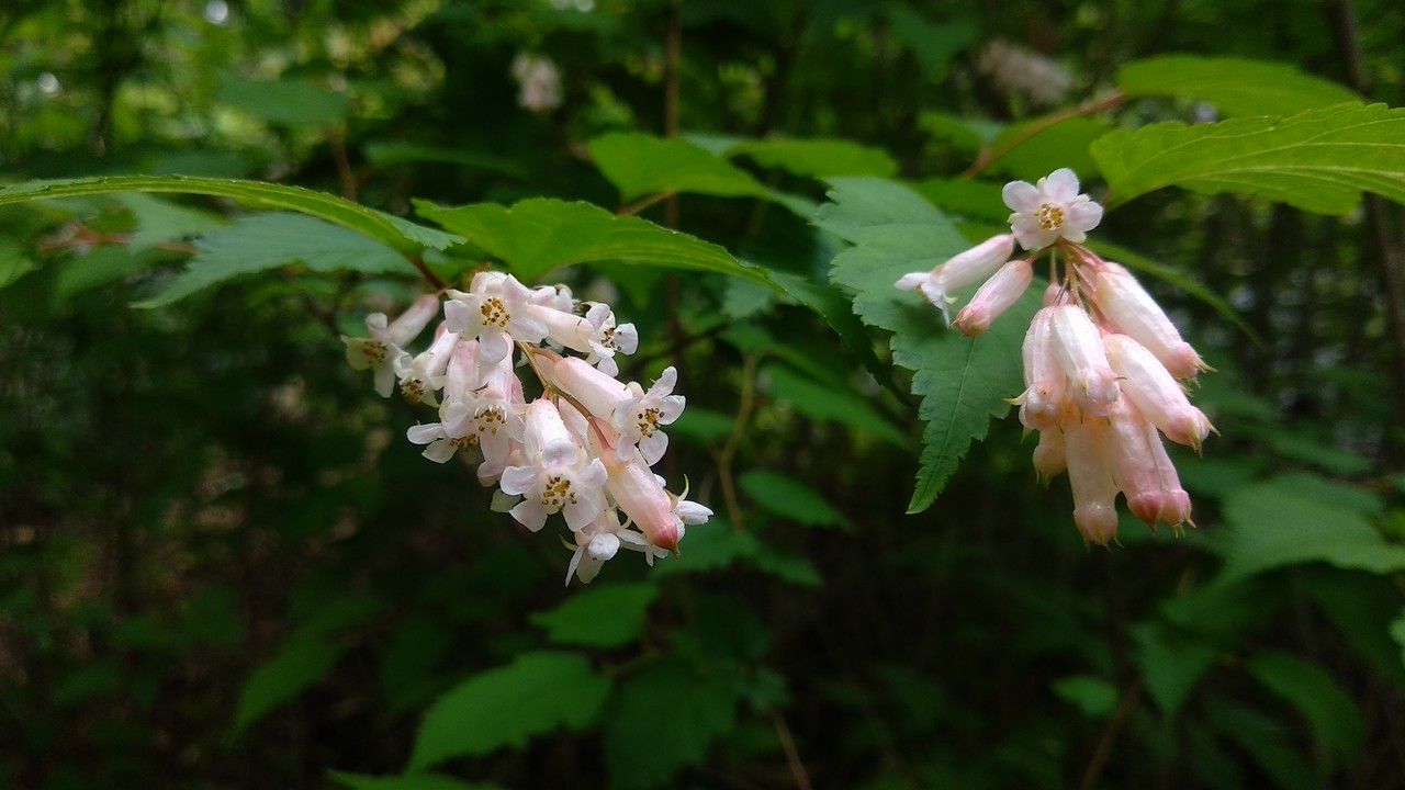 Neillia sinensis flower