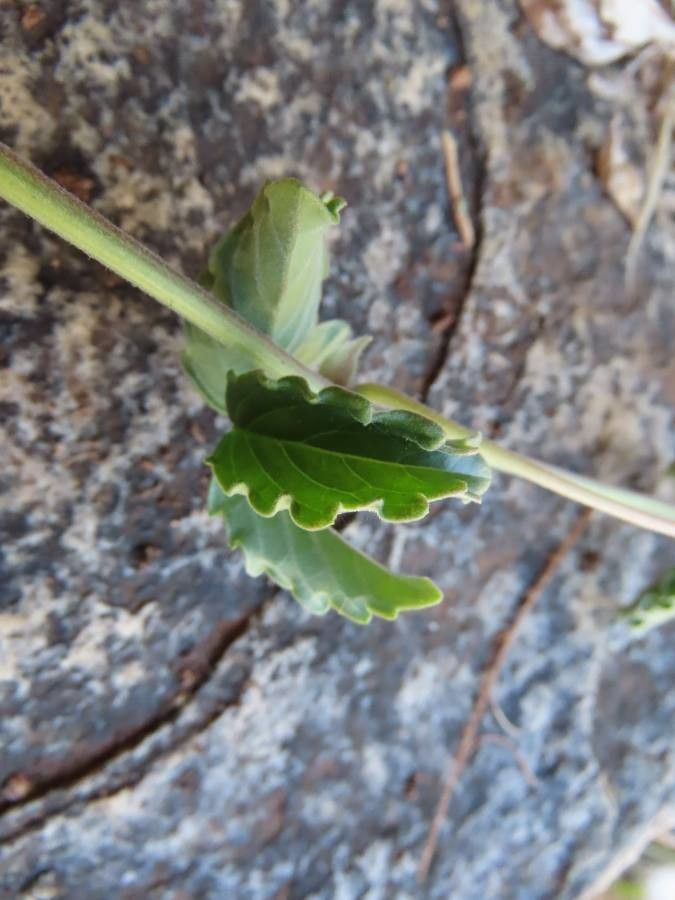 Cyphostemma digitatum leaf