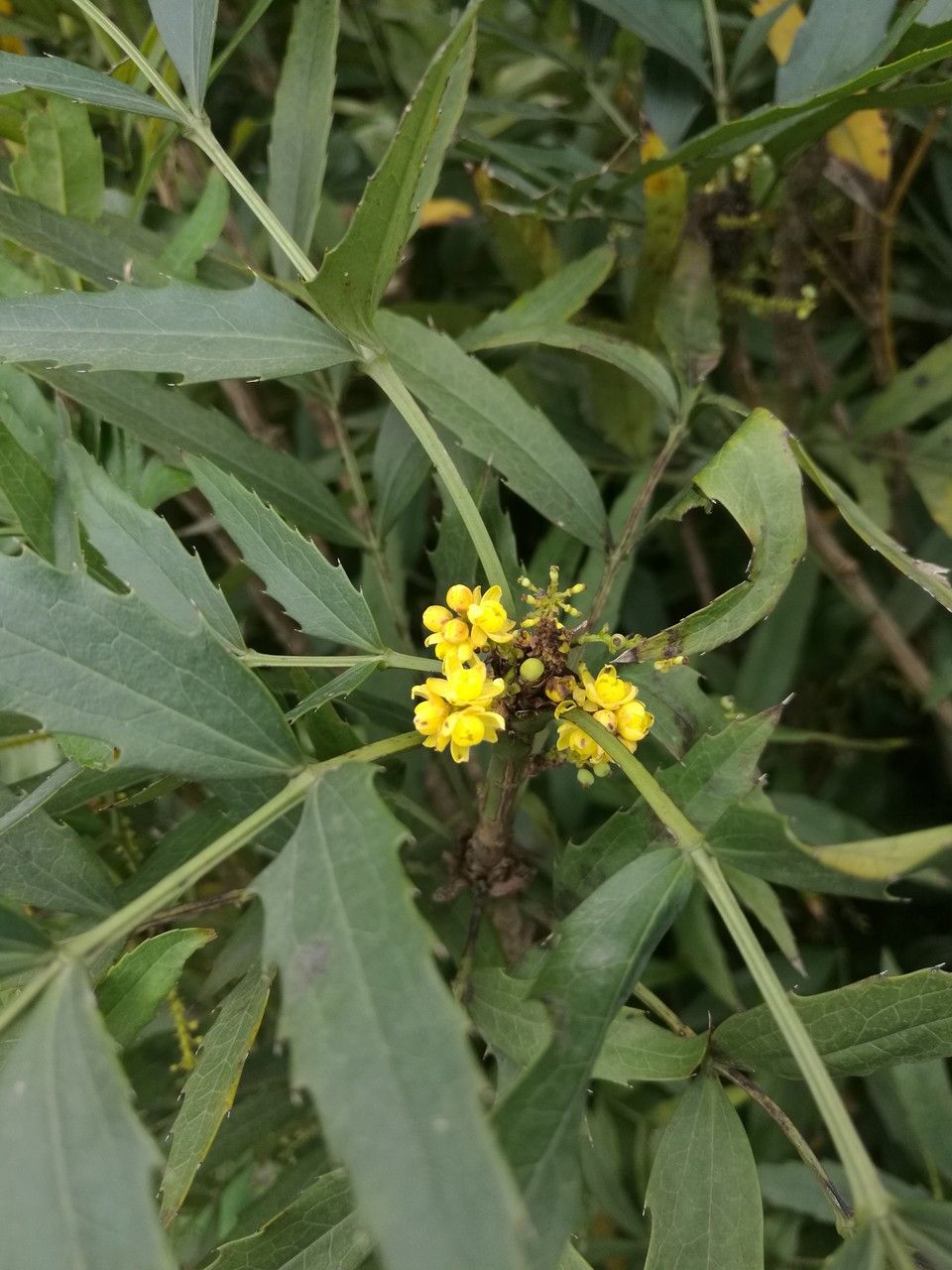 Mahonia fortunei flower