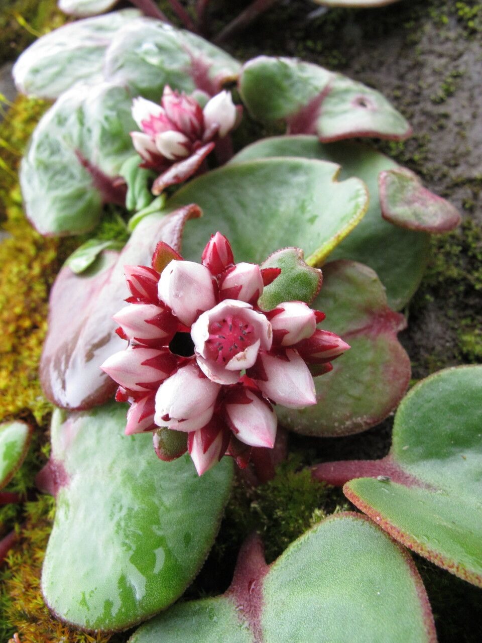 Rhodiola prainii flower