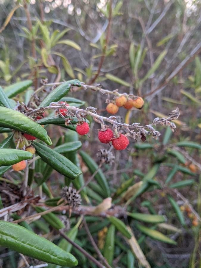 Comarostaphylis diversifolia fruit