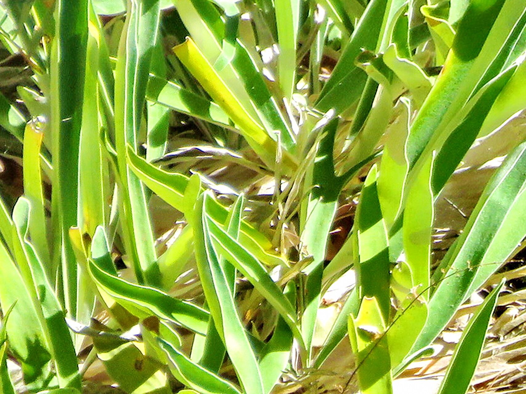 Platycerium veitchii — houseplant care guide