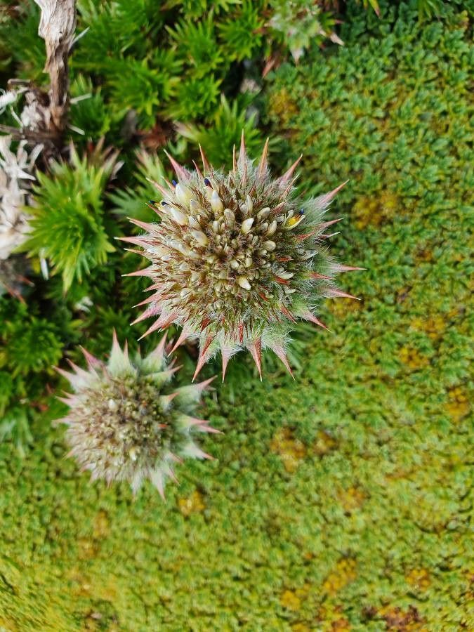 Acaena anserinifolia — related species from the same genus