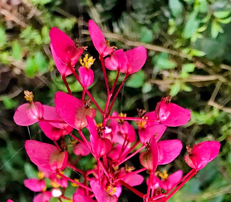 Begonia bracteosa — houseplant care guide