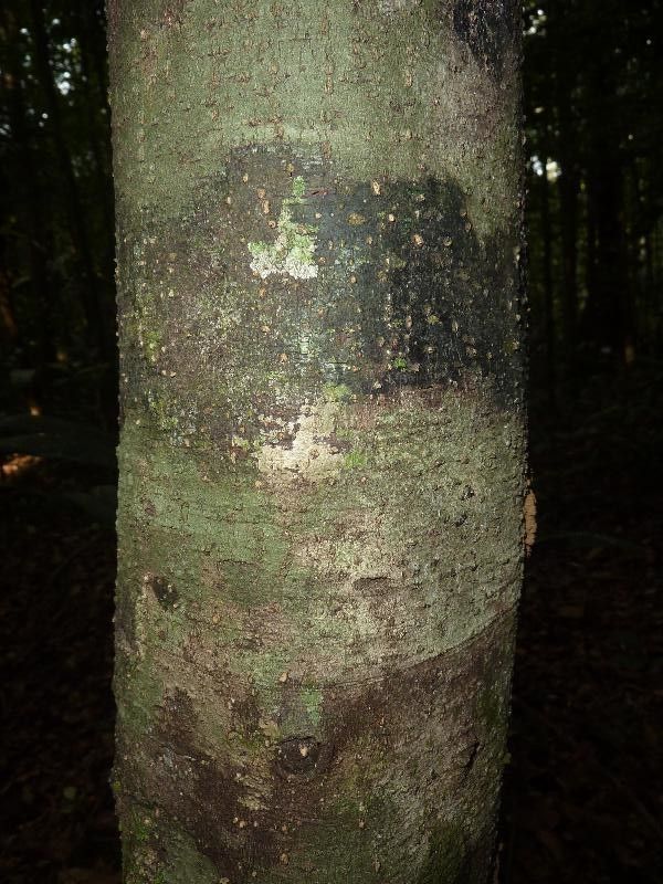 Licania rodriguesii — houseplant care guide