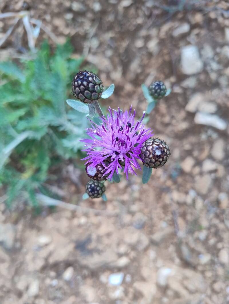 Centaurea panormitana — houseplant care guide