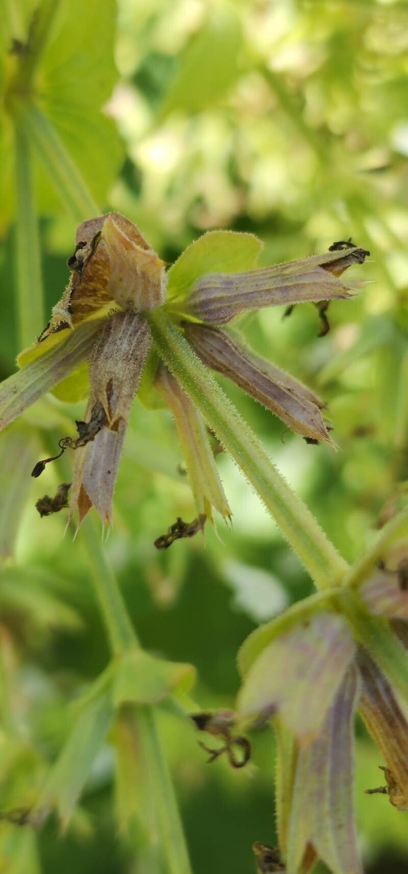 Salvia spinosa fruit