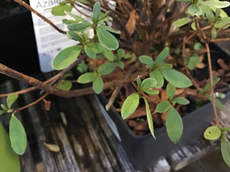 Rhododendron molle — large blooms houseplant
