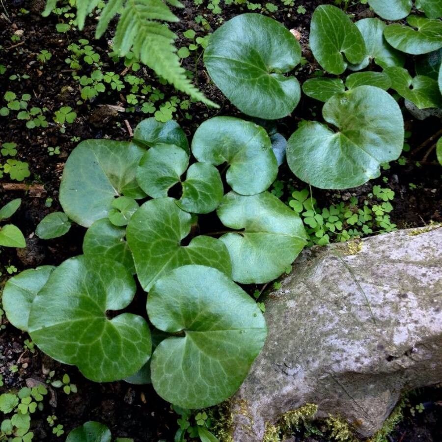 Asarum europaeum leaf