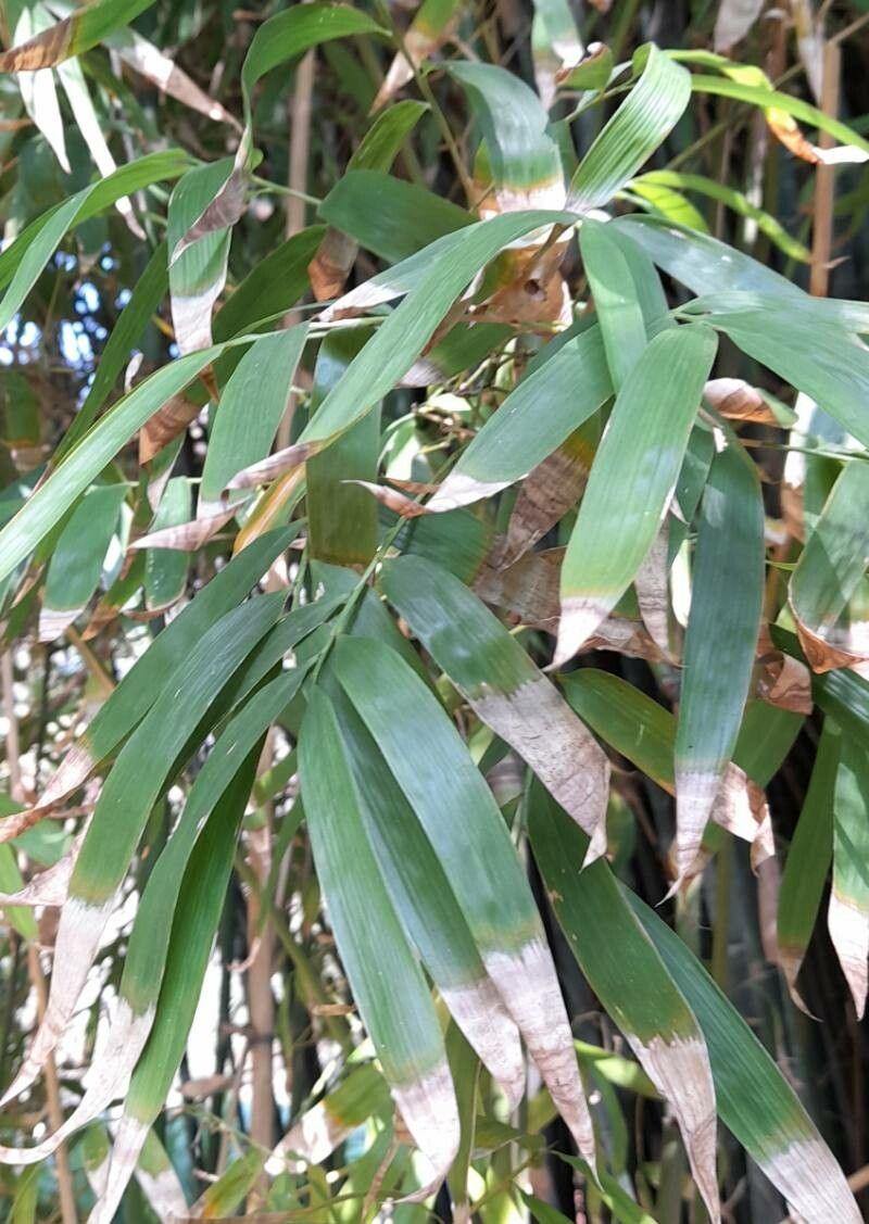 Guadua chacoensis — related species from the same genus