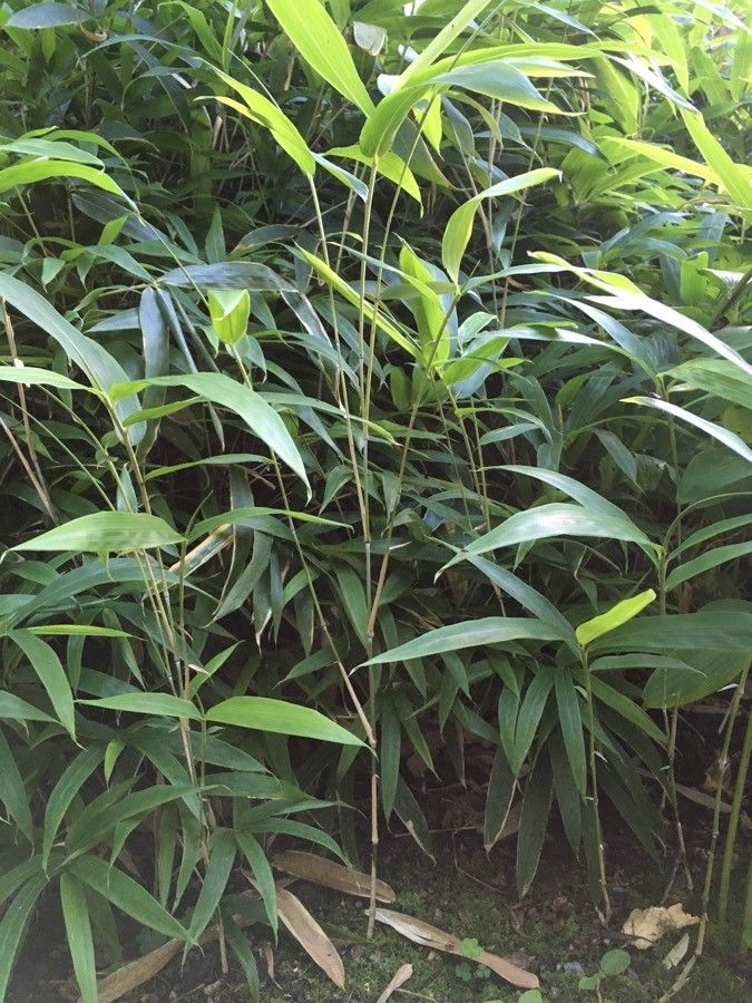 Sasaella ramosa habit